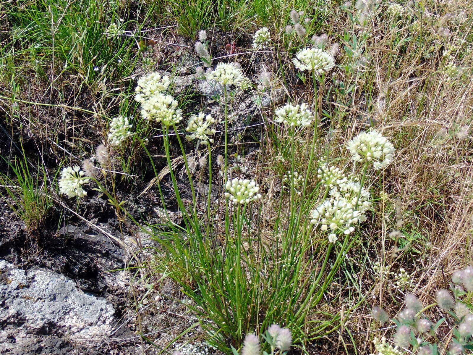 Image of Allium flavescens Besser