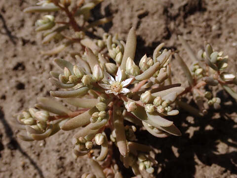 Sedum hispanicum L. resmi