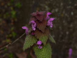 Image of purple archangel