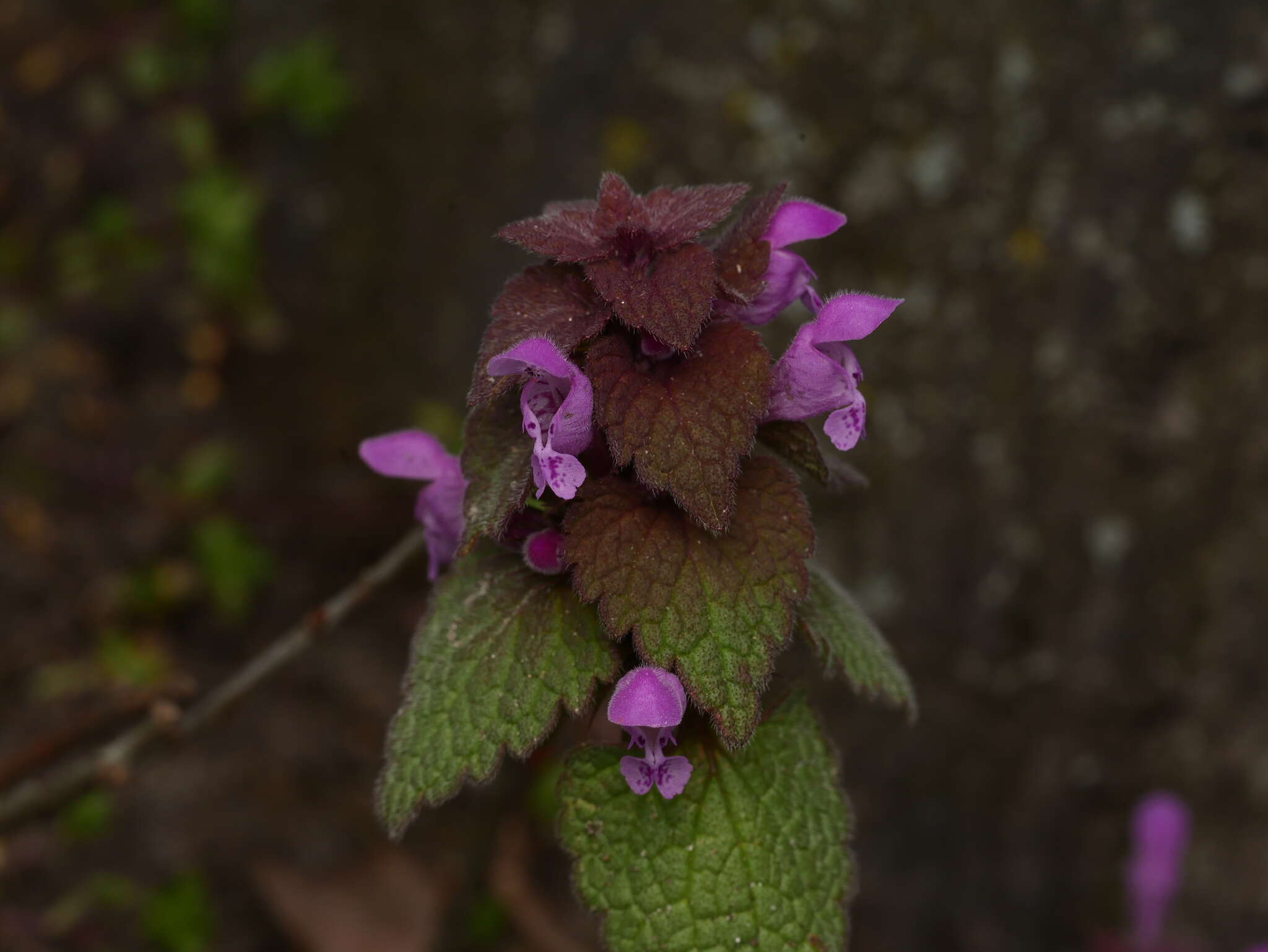 Image of purple archangel