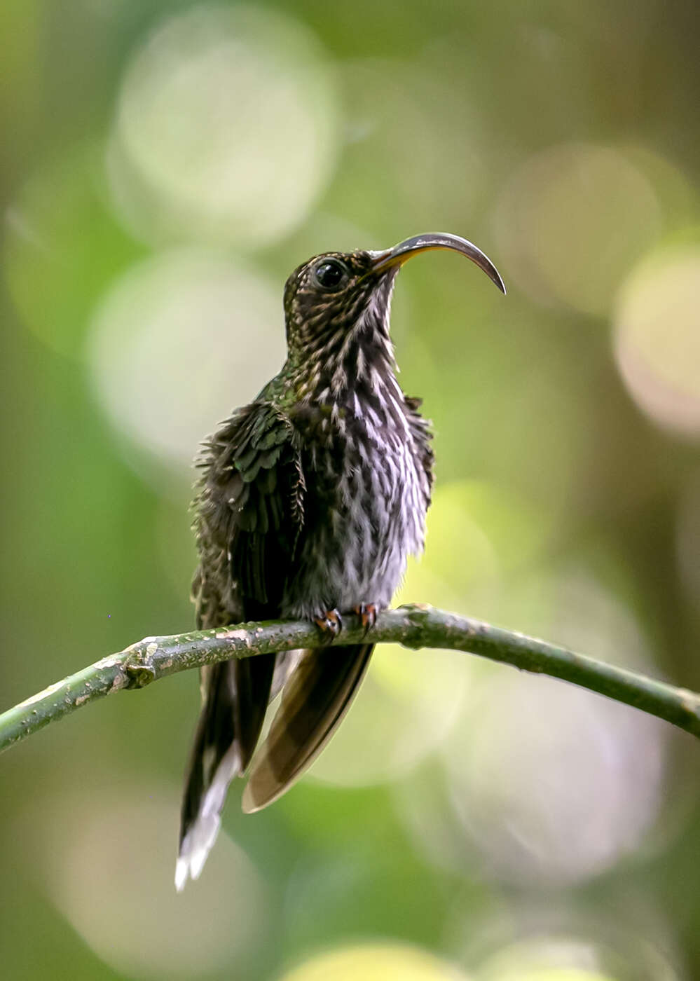 Imagem de beija-flor-bico-de-foice