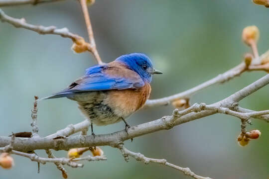 Image of Western Bluebird