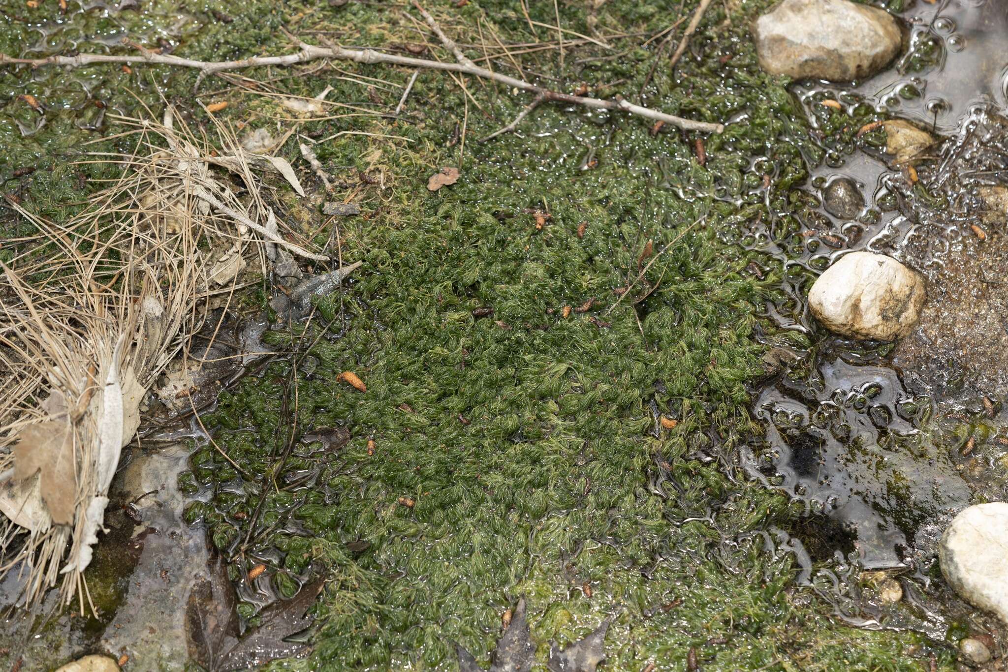 Image of Common Stonewort