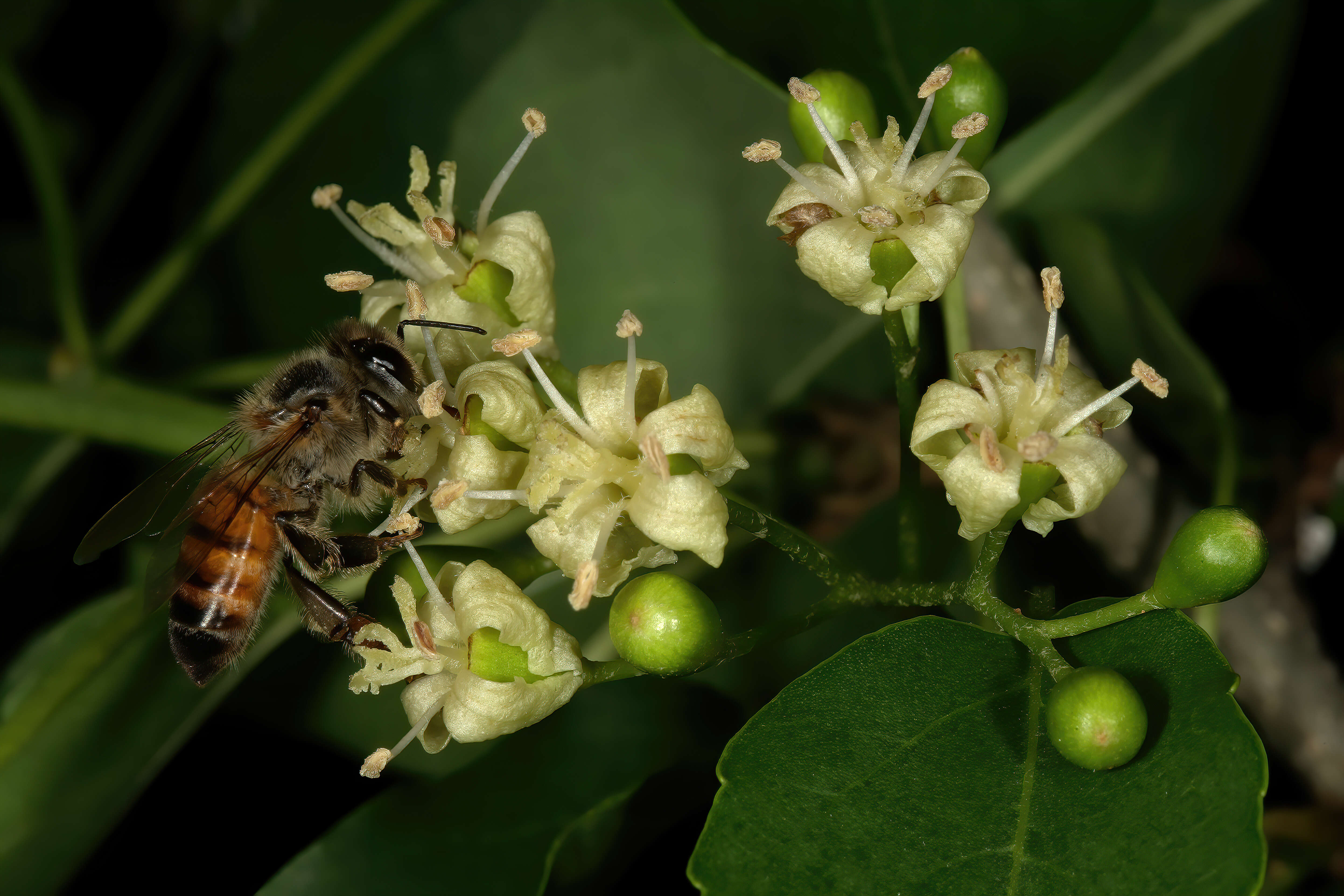 Image de Apis mellifera scutellata