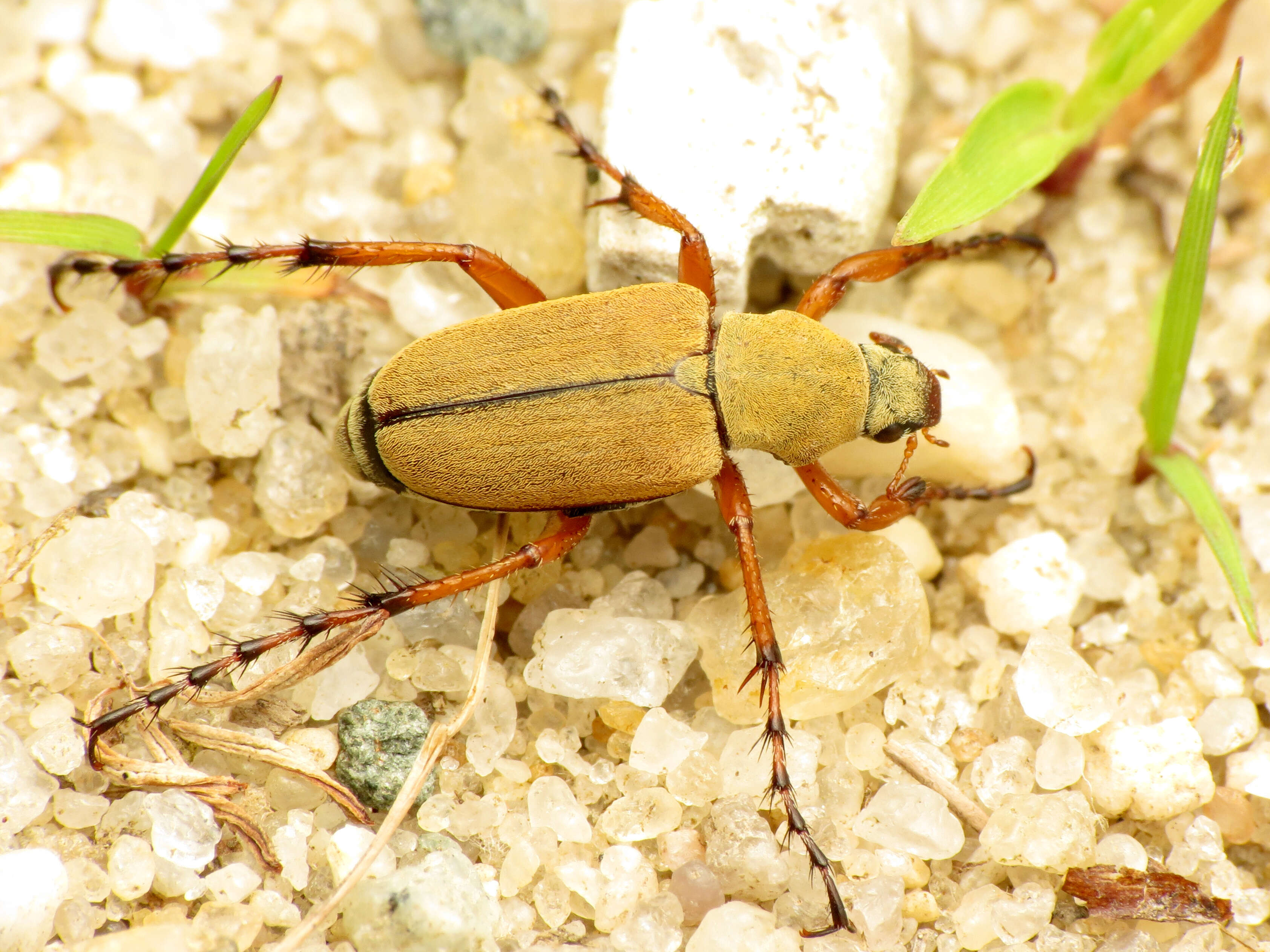 Image of Rose Chafer