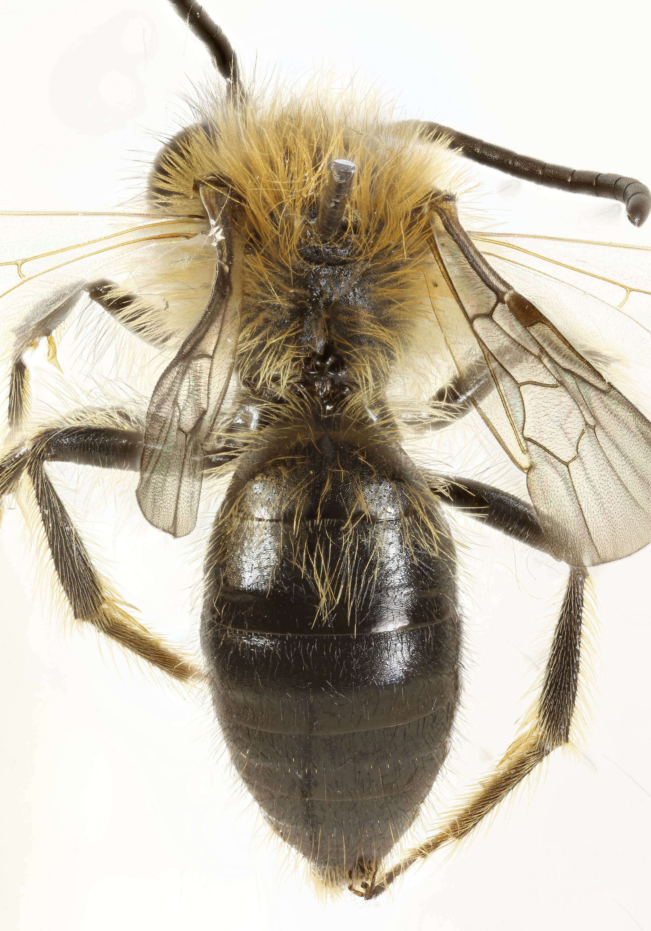 Image of Andrena lapponica Zetterstedt 1838