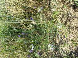 Nigella arvensis L. resmi