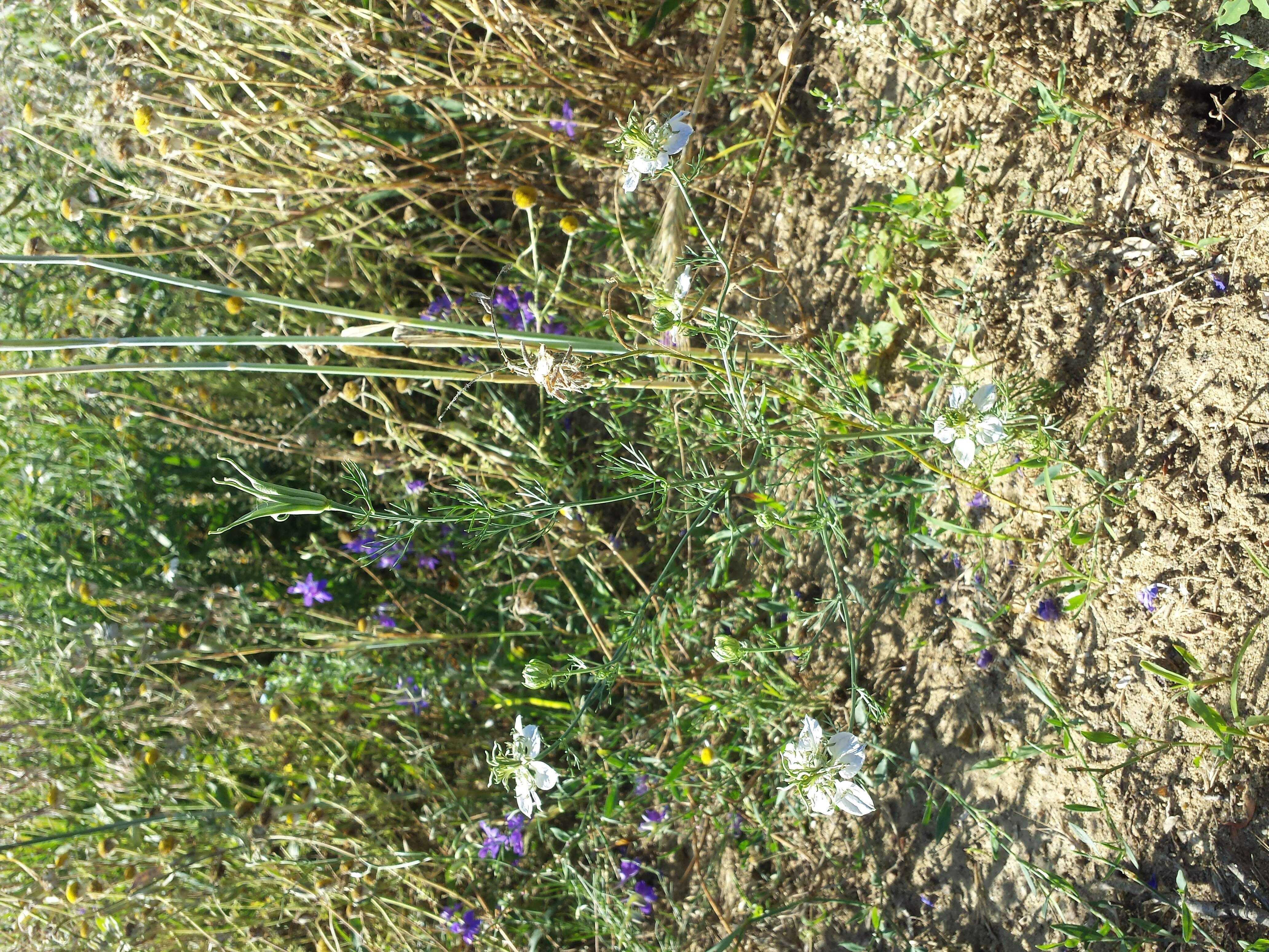 Nigella arvensis L. resmi