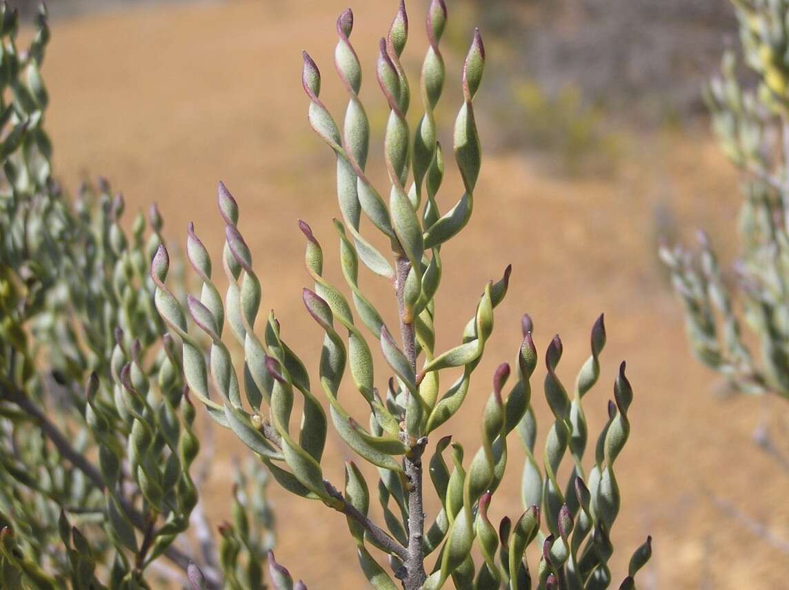 Plancia ëd Persoonia helix P. H. Weston