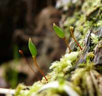 Image of Green shield moss