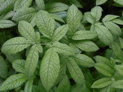 Imagem de Chaerophyllum aromaticum L.