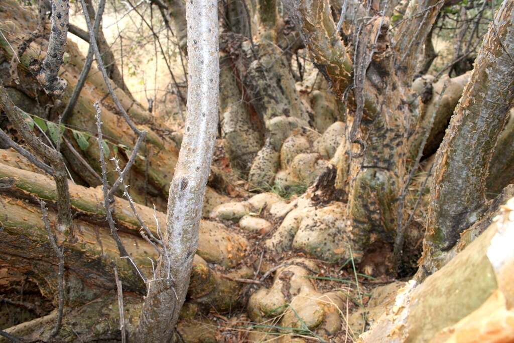 Image of Eastern sesame-bush