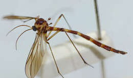 Image of predatory fungus gnats