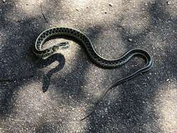 Image of Common Garter Snake