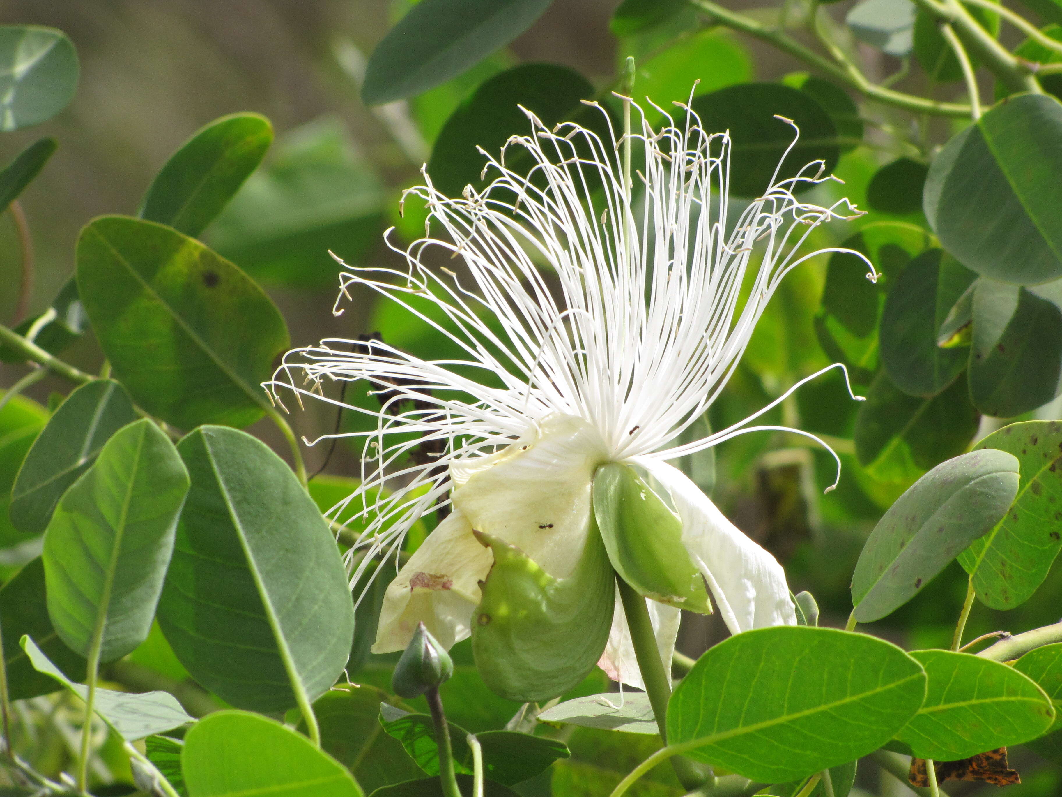 Image de Capparis sandwichiana DC.