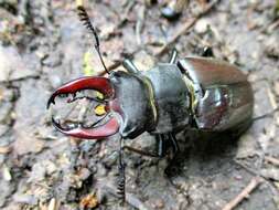 Image of Stag beetle