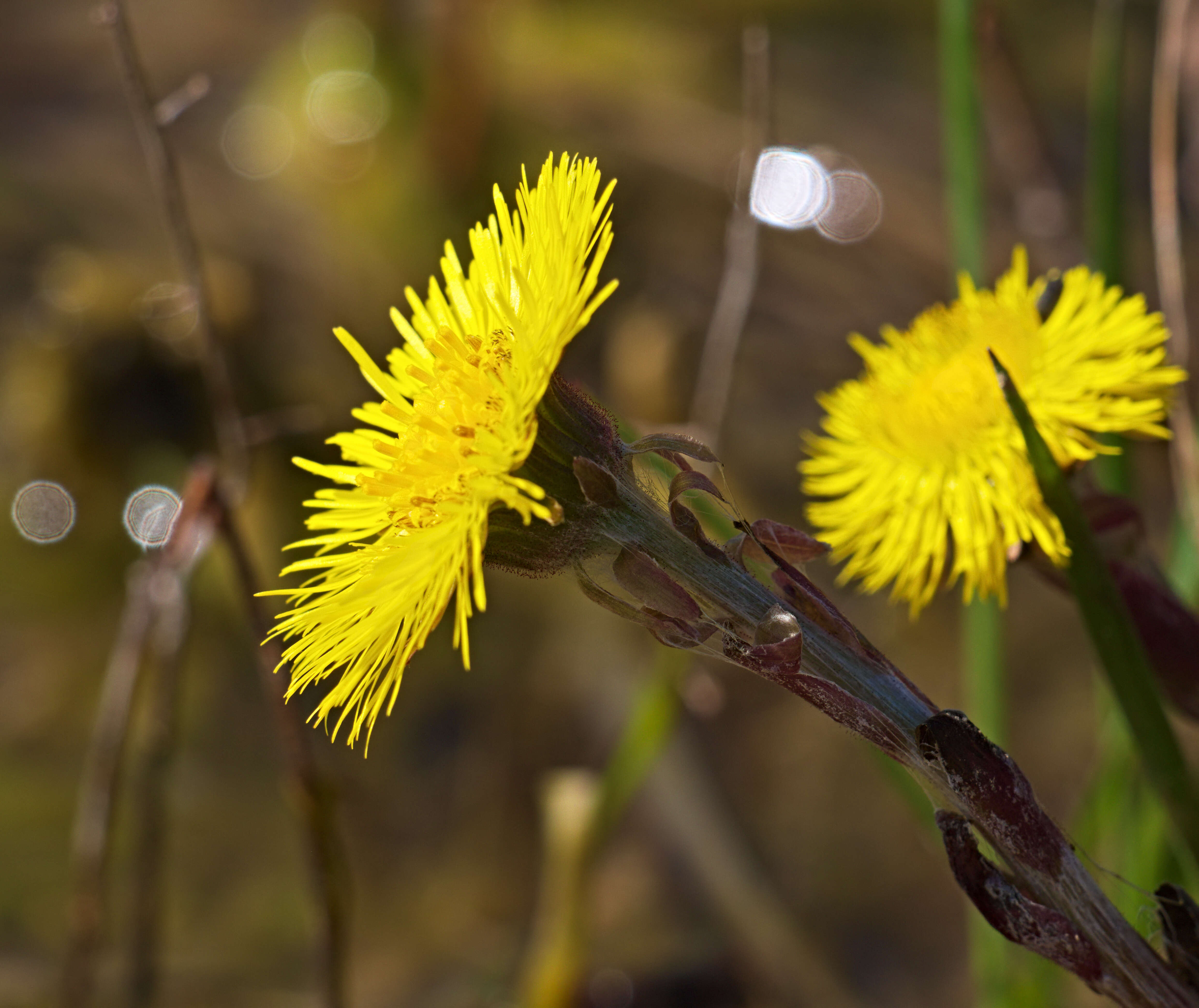 Image of coltsfoot