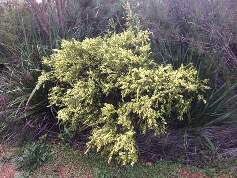 Acacia littorea Maslin的圖片