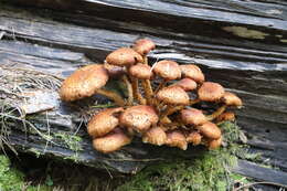 Pholiota squarrosa (Vahl) P. Kumm. 1871 resmi