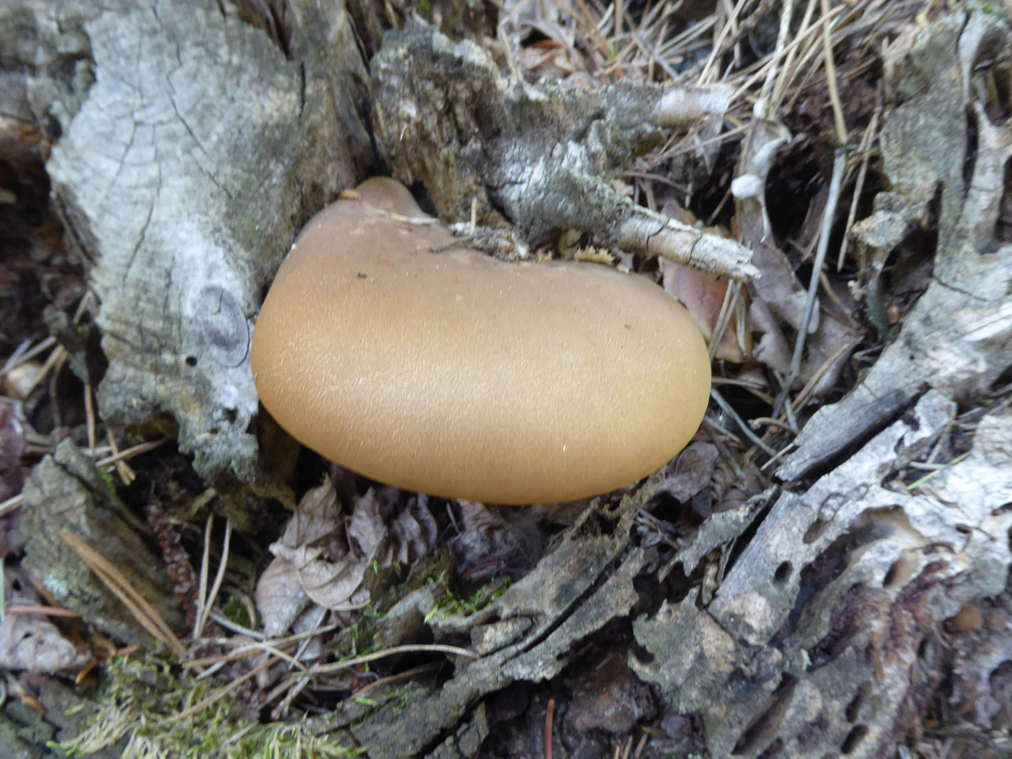 صورة Tapinella atrotomentosa (Batsch) Šutara 1992