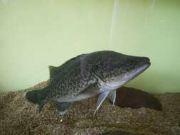 Image of Murray cod