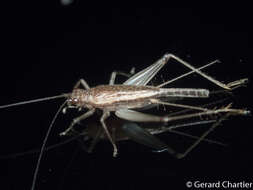 Image of winged bush crickets