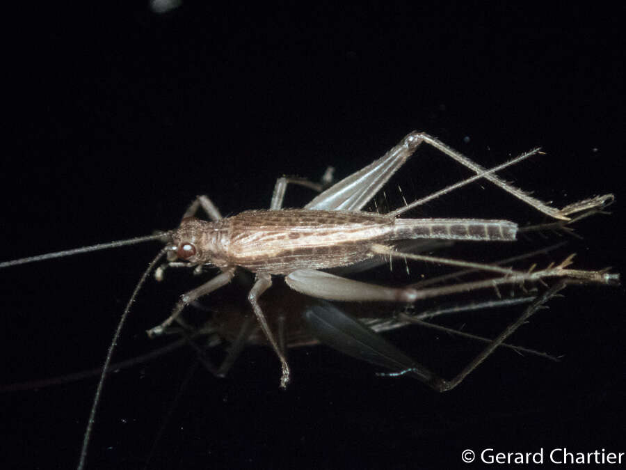 Image of winged bush crickets