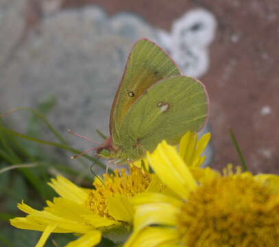 Colias meadii Edwards 1871 resmi