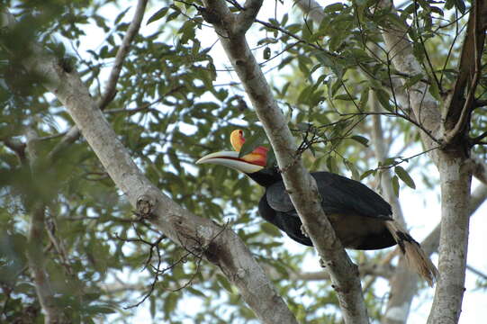 Image of Rhinoceros Hornbill