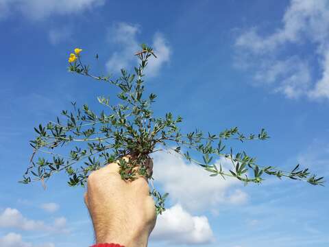 Image of Narrow-leaved Bird's-foot-trefoil