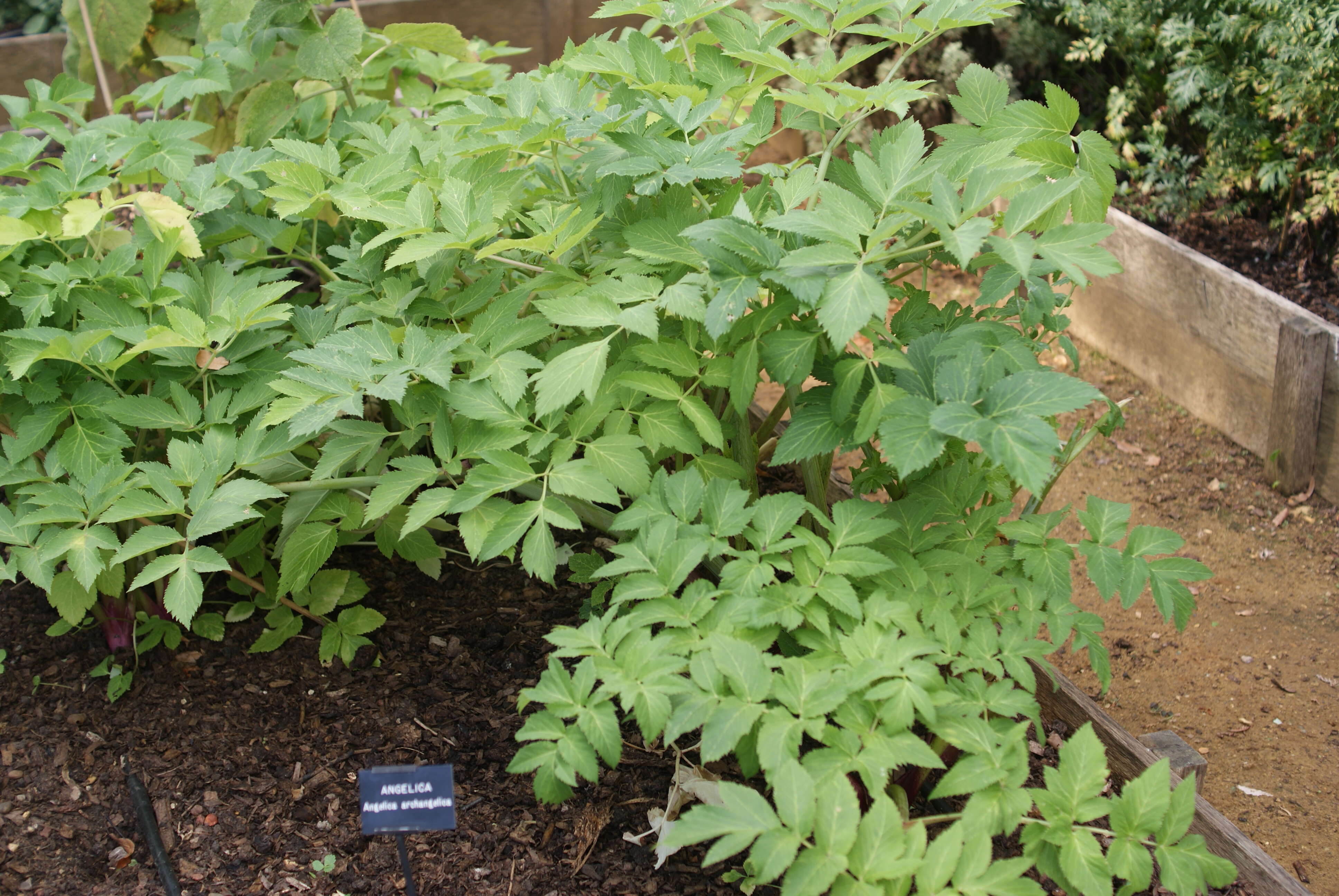 Image of Norwegian angelica