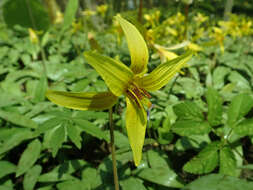 Imagem de Erythronium americanum Ker Gawl.