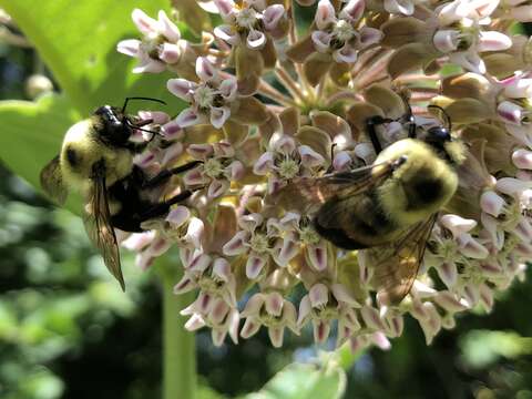 Imagem de Xylocopa virginica (Linnaeus 1771)