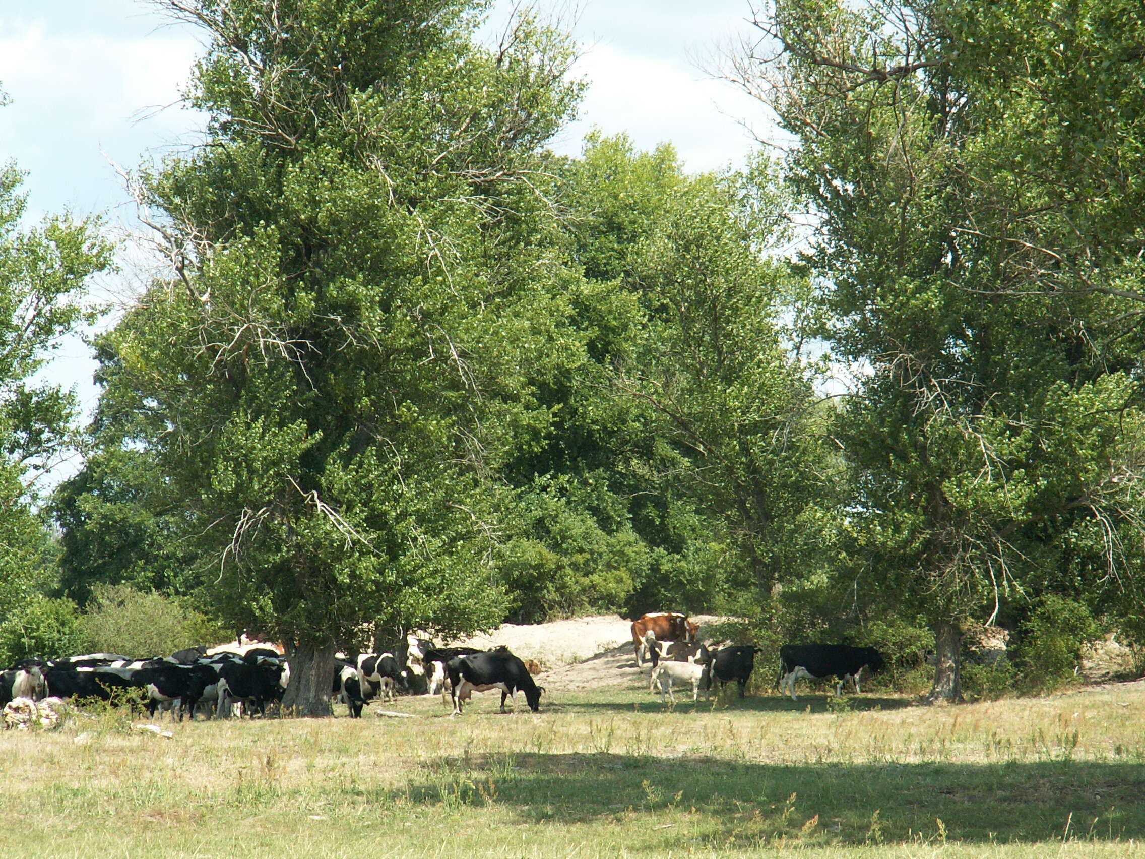 Image of Black Poplar