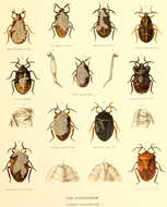 Image of dinidorid bugs