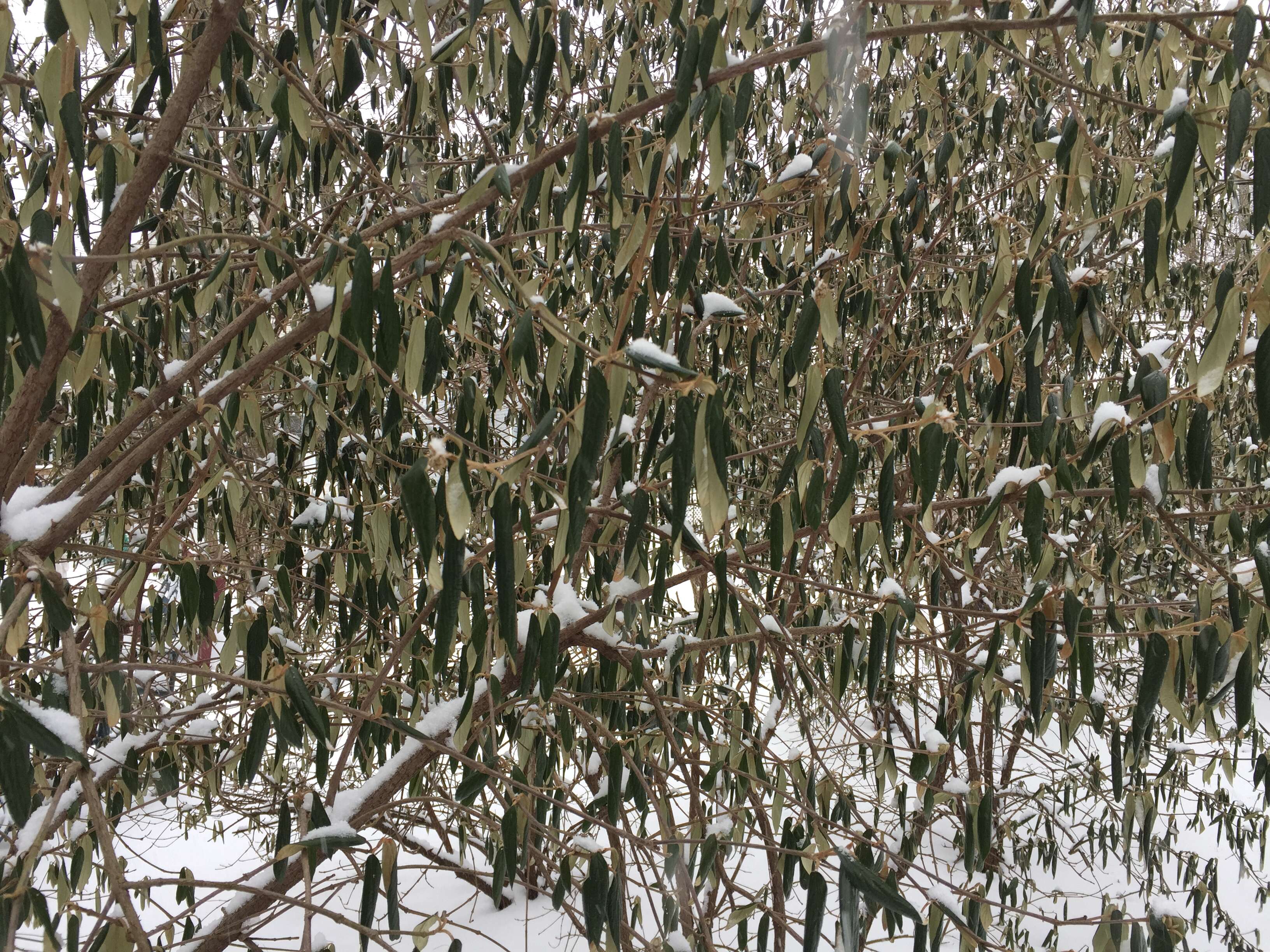 Plancia ëd Viburnum rhytidophyllum Hemsl. ex Forb. & Hemsl.