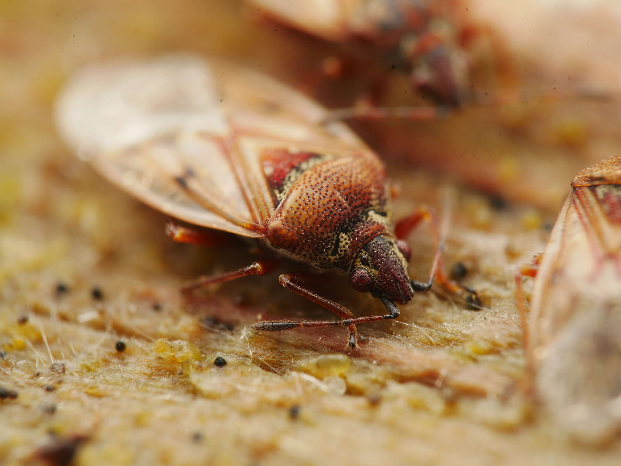 Image of Birch Catkin Bug