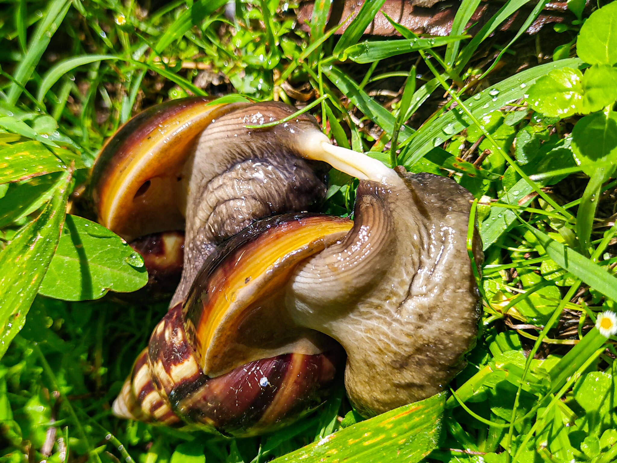 Image of Achatina fulica