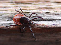 Image of Deer tick