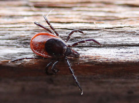 Image of Deer tick