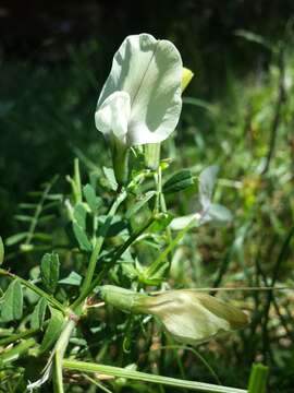 Imagem de Vicia grandiflora Scop.