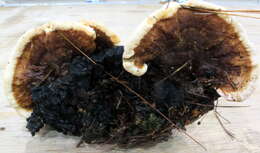 Image de Polypore du pin