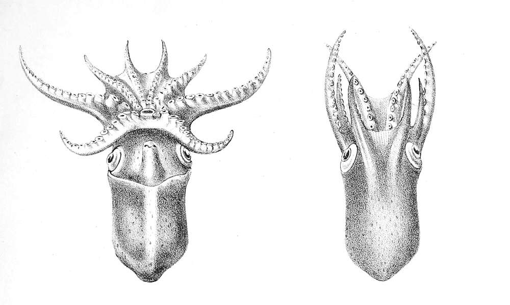 Слика од Bolitaena pygmaea (A. E. Verrill 1884)