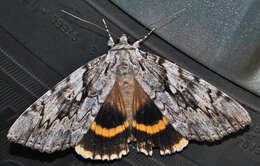 Image of Yellow-banded Underwing