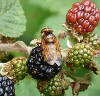 Image of lesser hornet hoverfly