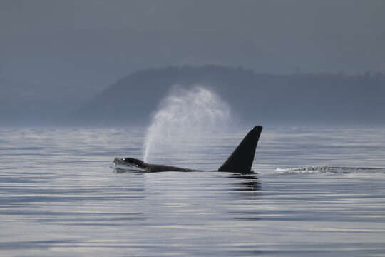 Image of killer whale