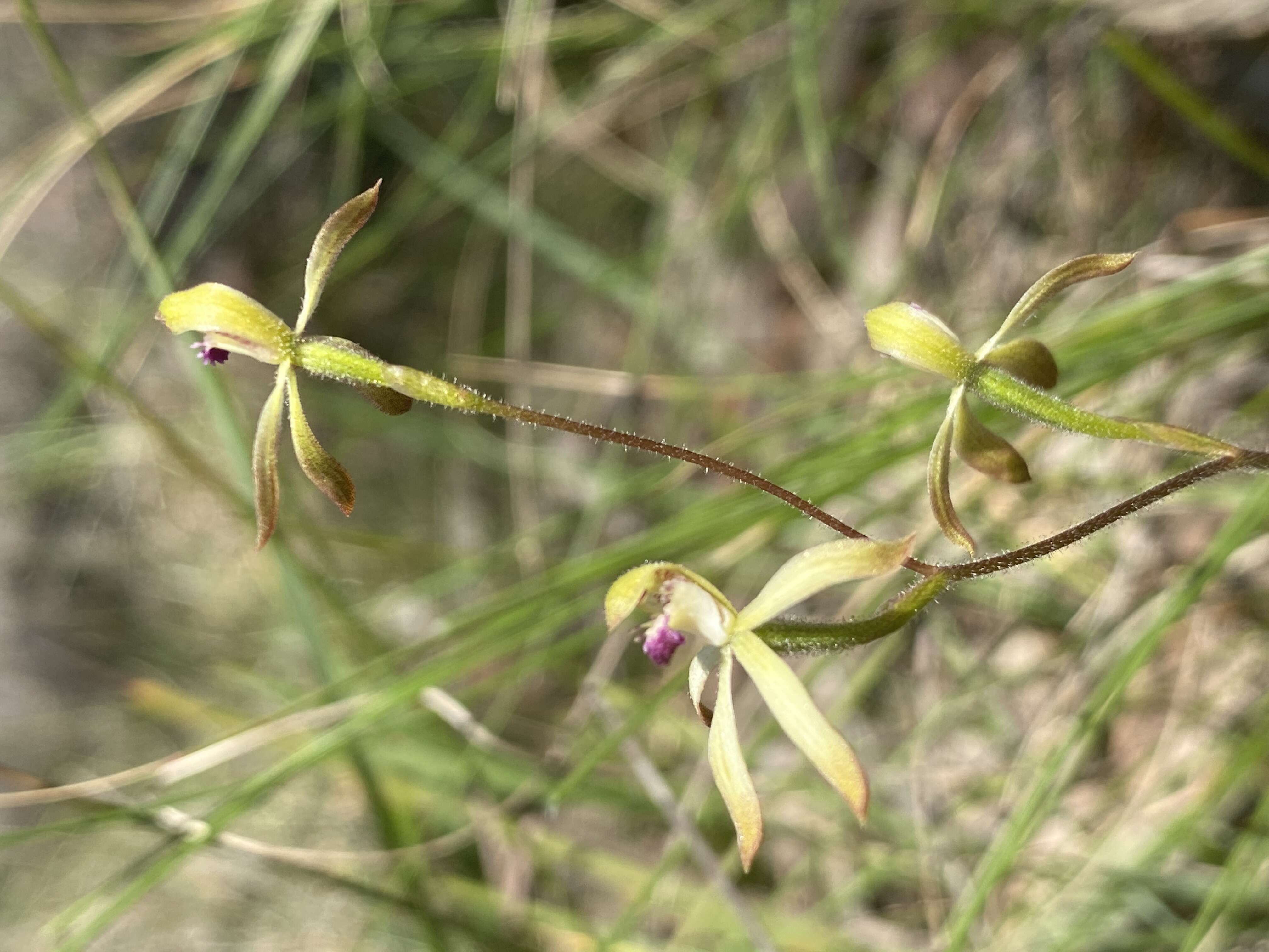 Image of Caladenia testacea R. Br.