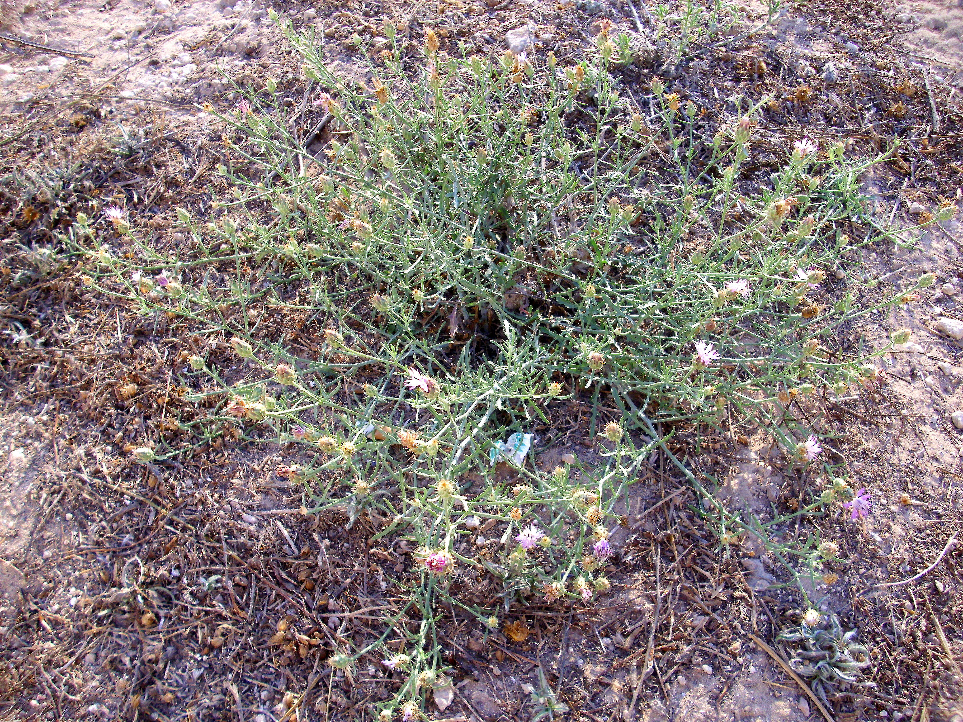 Image of rough star-thistle