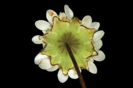 Image of Goose daisy