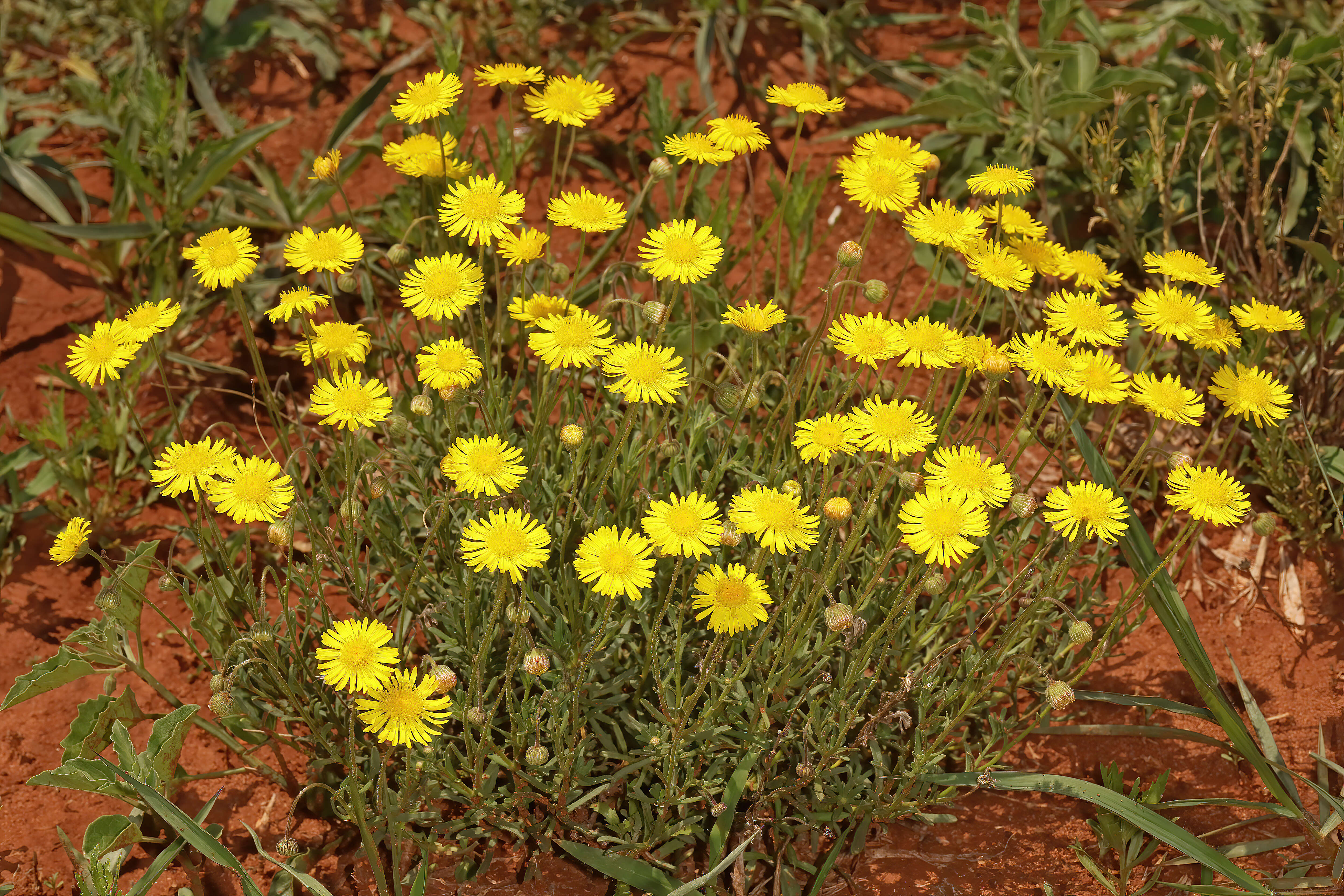 Image of Yellow felicia